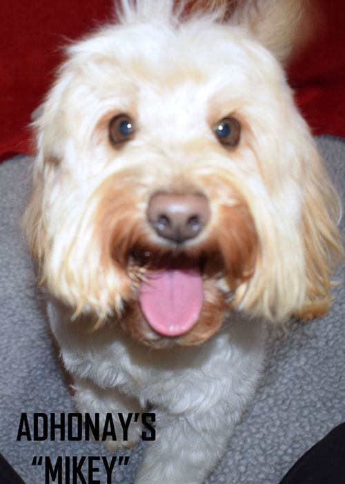 australian labradoodle